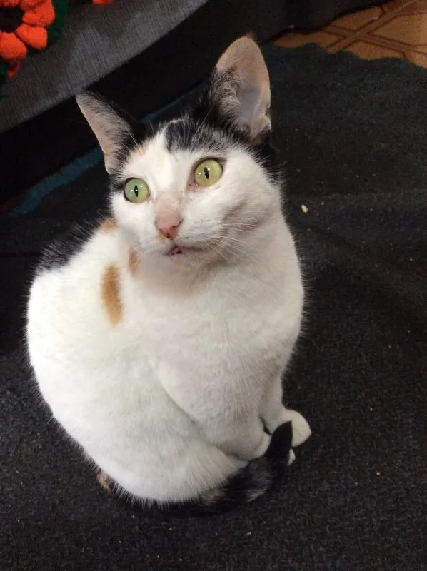 Gato ra a  idade 6 ou mais anos nome Ximba (castrada)