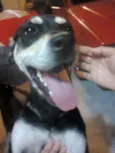 Docinho