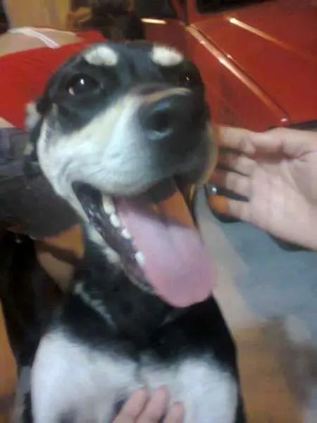 Cachorro ra a Vira-Lata idade 3 anos nome Docinho