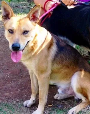 Cachorro raça SRD idade 2 anos nome Valentim e Sophia