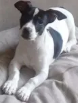 Pitucho