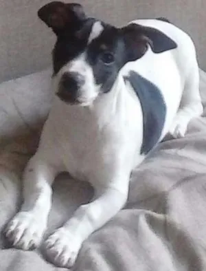 Cachorro raça vira lata com fox paulistinha idade 2 a 6 meses nome Pitucho