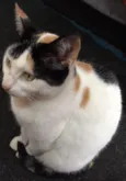 Ximba (castrada)