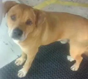 Cachorro raça Porte grande idade 6 ou mais anos nome Amarelo