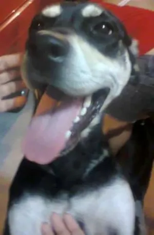 Cachorro raça Vira-Lata idade 3 anos nome Docinho