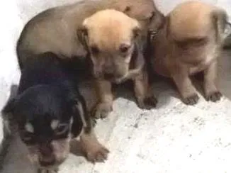 Cachorro ra a  idade 2 a 6 meses nome nao tem 