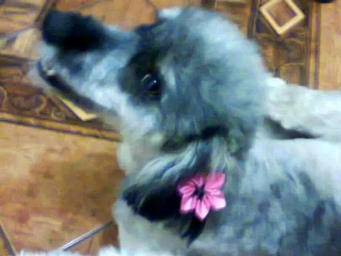 Cachorro raça Poodle misturado com vira lata idade 2 anos nome Chaiene