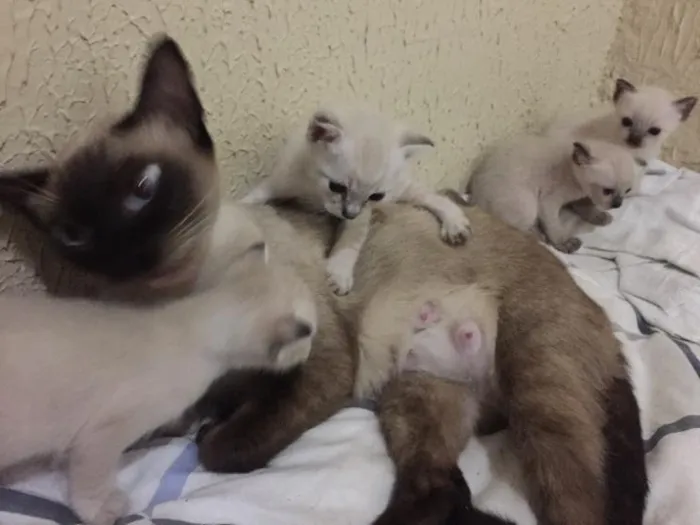 Gato ra a SRD idade Abaixo de 2 meses nome Buh , Lady , TonTom