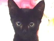 Gato raça Sem raça definida idade Abaixo de 2 meses nome Mia 