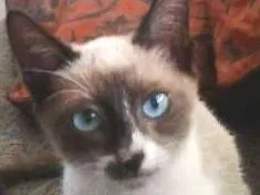 Gato raça tipo sianês idade 2 a 6 meses nome Miúda e Clara