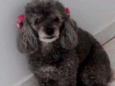 Cachorro ra a Poodle idade 6 ou mais anos nome bebella GRATIFICA