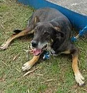 Cachorro raça SRD idade 6 ou mais anos nome Kaith