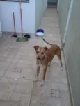 paçoca