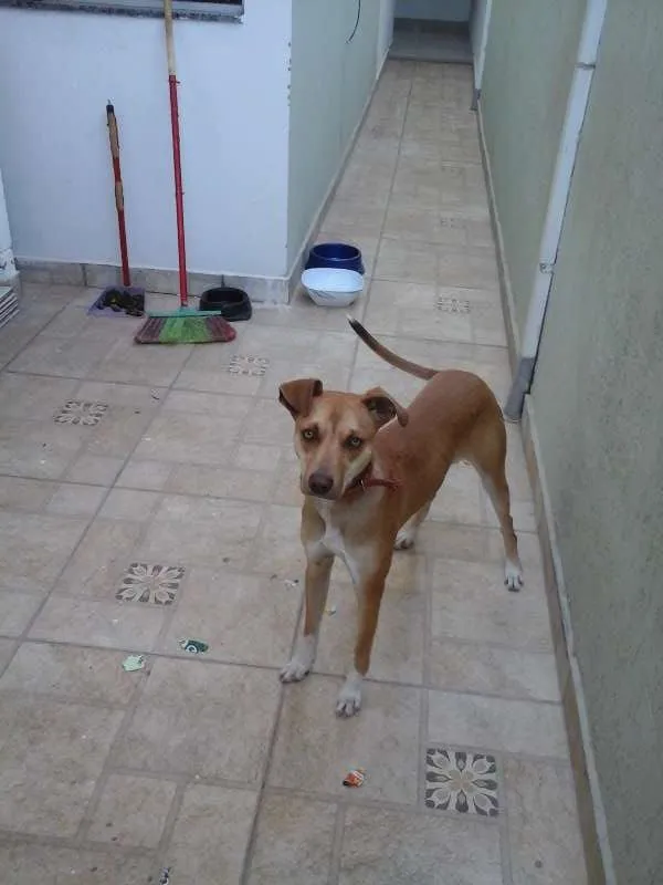 Cachorro ra a vira lata idade 7 a 11 meses nome paçoca
