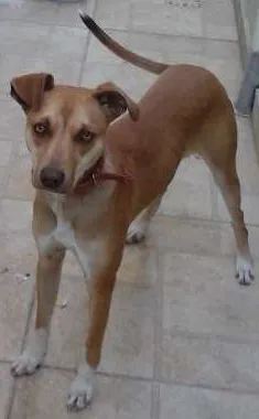 Cachorro raça vira lata idade 7 a 11 meses nome paçoca