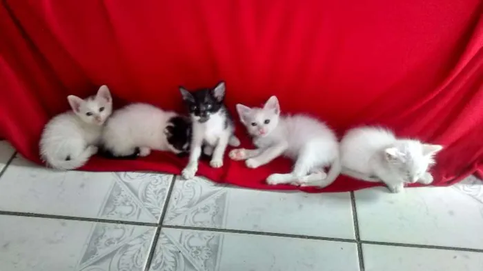 Gato ra a  idade 2 a 6 meses nome Fofão e fofinhas