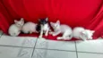 Fofão e fofinhas