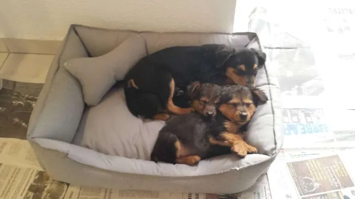 Cachorro ra a Não sabemos idade 2 a 6 meses nome Sem nomes