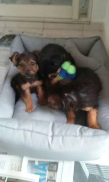 Cachorro ra a Não sabemos idade 2 a 6 meses nome Sem nomes