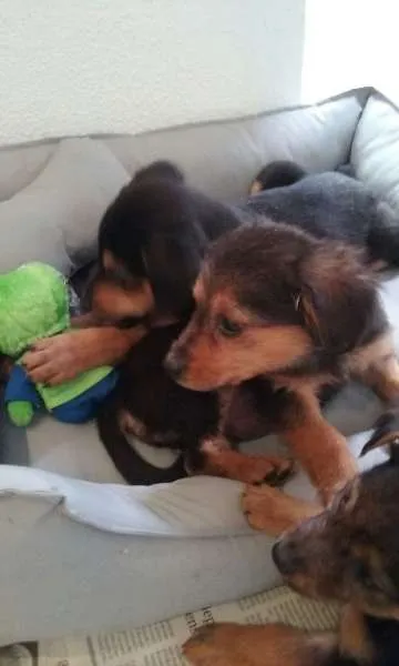 Cachorro ra a Não sabemos idade 2 a 6 meses nome Sem nomes