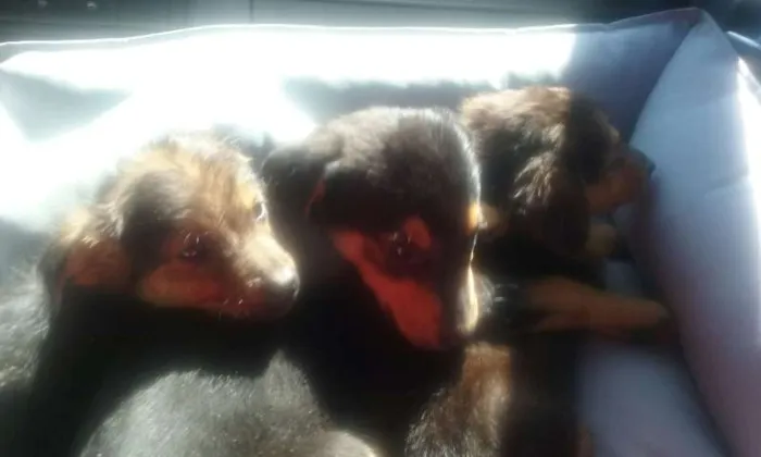 Cachorro ra a Não sabemos idade 2 a 6 meses nome Sem nomes