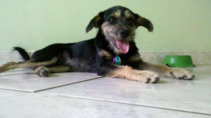 Cachorro raça SRD idade 1 ano nome Tito