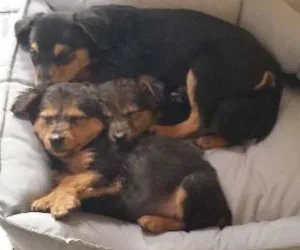 Cachorro raça Não sabemos idade 2 a 6 meses nome Sem nomes