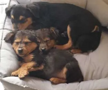 Cachorro ra a Não sabemos idade 2 a 6 meses nome Sem nomes