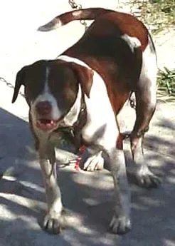 Cachorro ra a Pit bull idade 5 anos nome Romeu