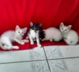 Fofão e fofinhas