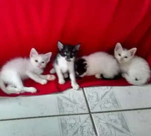 Gato raça  idade 2 a 6 meses nome Fofão e fofinhas