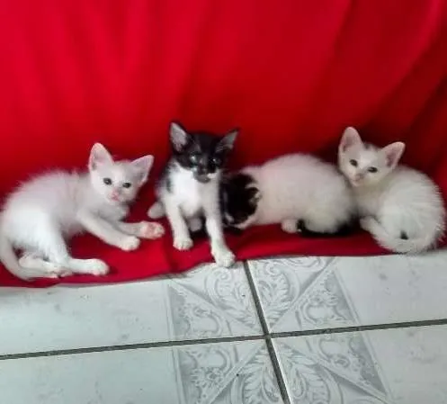 Gato ra a  idade 2 a 6 meses nome Fofão e fofinhas