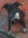PRETINHA