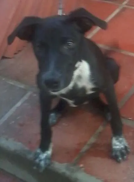 Cachorro raça VIRA-LATA idade 2 a 6 meses nome PRETINHA