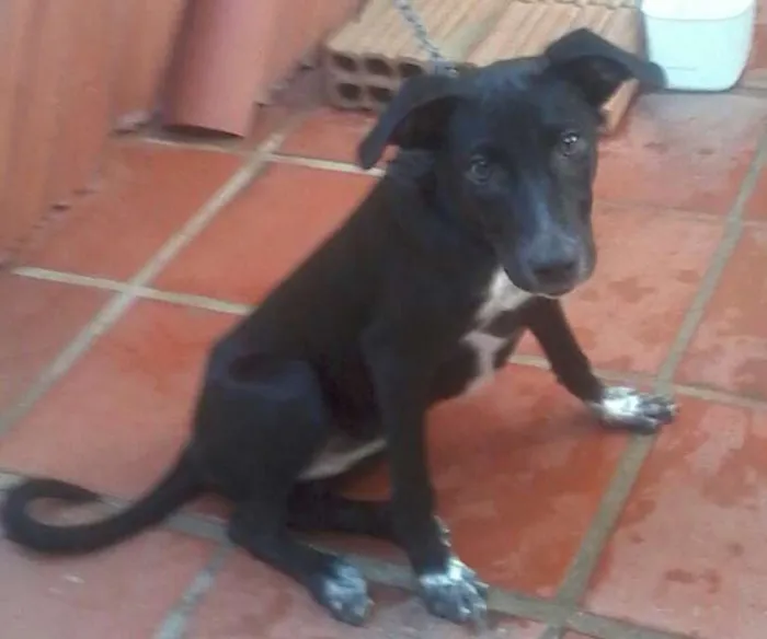 Cachorro raça VIRA-LATA idade 2 a 6 meses nome PRETINHA