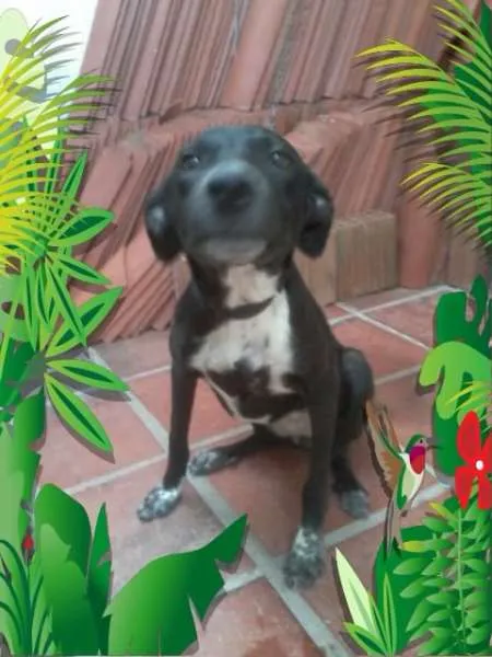 Cachorro raça VIRA-LATA idade 2 a 6 meses nome PRETINHA