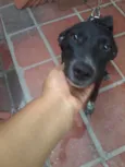 PRETINHA
