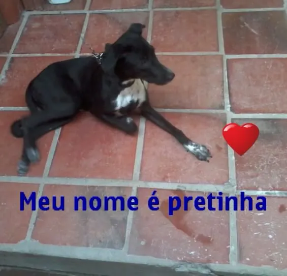 Cachorro raça VIRA-LATA idade 2 a 6 meses nome PRETINHA
