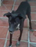 PRETINHA