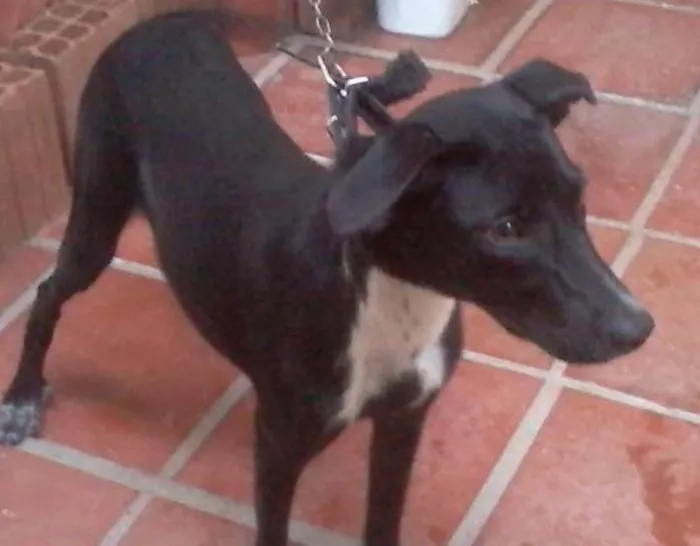 Cachorro raça VIRA-LATA idade 2 a 6 meses nome PRETINHA
