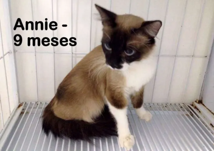 Gato ra a SRD idade 7 a 11 meses nome Annie