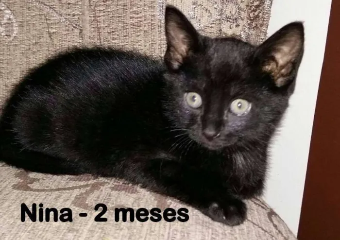 Gato ra a SRD idade 2 a 6 meses nome Nina