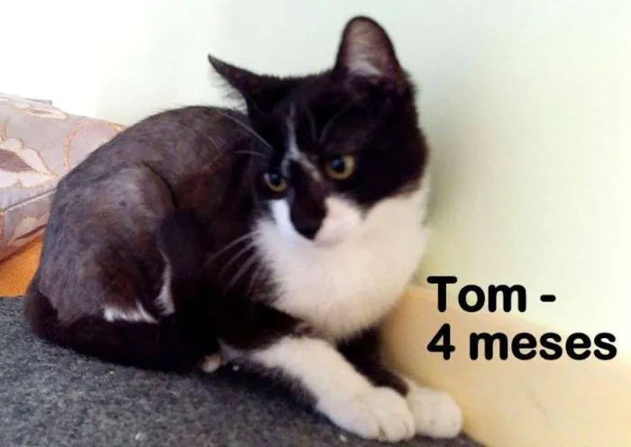 Gato ra a SRD idade 2 a 6 meses nome Tom