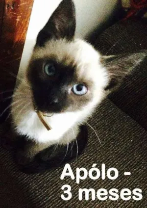 Gato raça SRD idade 2 a 6 meses nome Apolo