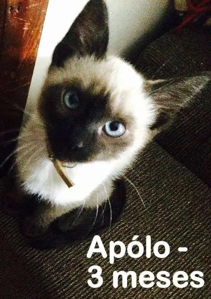 Gato ra a SRD idade 2 a 6 meses nome Apolo