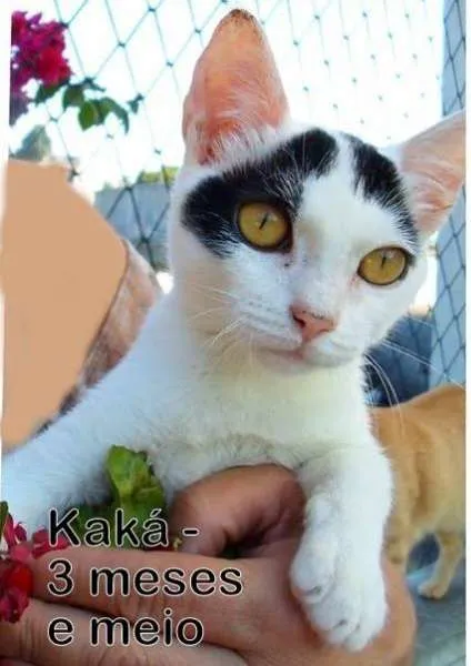 Gato ra a SRD idade 2 a 6 meses nome Kaká