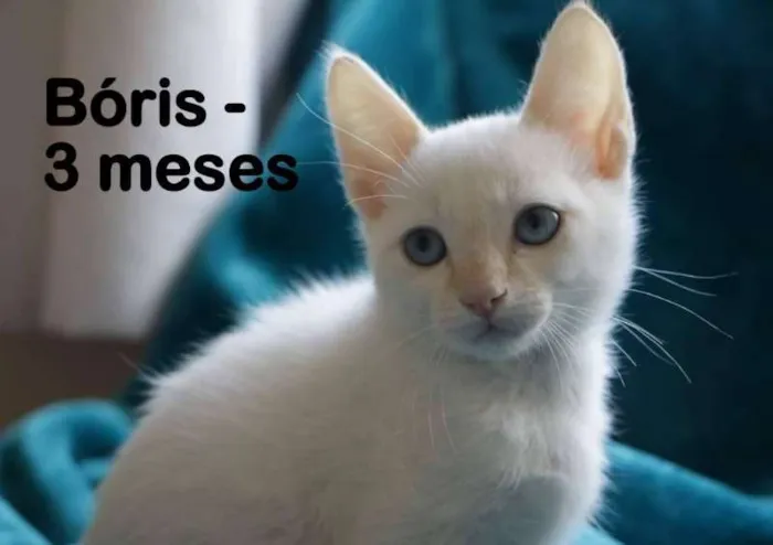 Gato ra a SRD idade 2 a 6 meses nome Boris