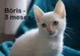Boris