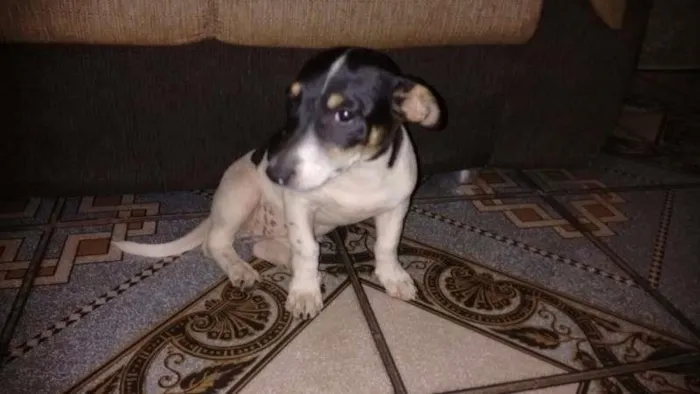 Cachorro ra a Indefinida idade  nome Menininha