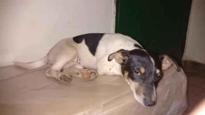 Cachorro ra a Indefinida idade  nome Menininha
